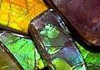 Ammolite